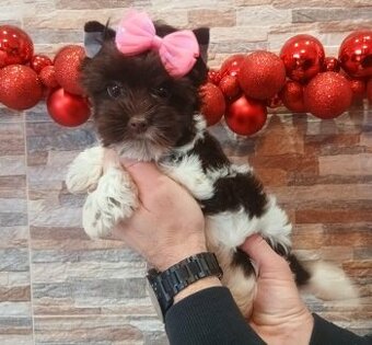 Biewer,Biro Jorkšírský teriér