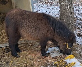 Mini pony