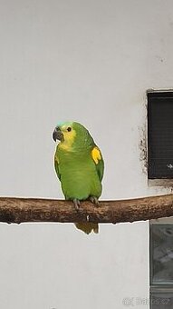 0,1 Amazoňan modročelý