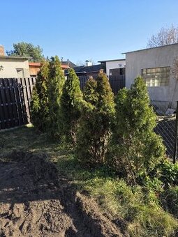 Thuje (tuje) smaragd