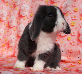 Zakrslý modrooký NHD beránek maličká samička s VP.