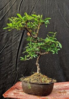 Bonsai, Bonsaj - Hlohyne 2