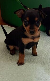 Pražský krysařík