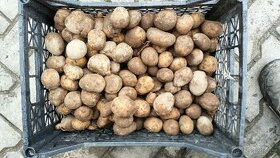 Nabízím sadbové brambory Adéla cca 130 kg cena je za kilo