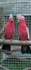 Kakadu růžový, mláďata 2024
