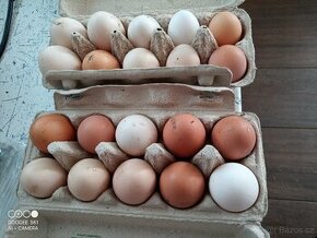 Domácí vejce / vajíčka