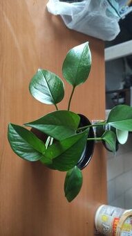 Pokojová rostlina Epipremnum/šplhavnice/pothos