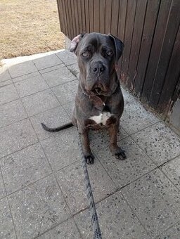 Štěně Bandog