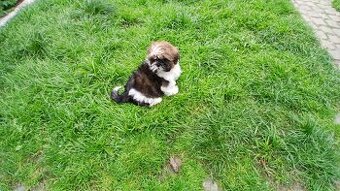 Shih-tzu, shi tzu, šicu