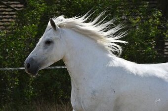 Fellský pony - top klisna
