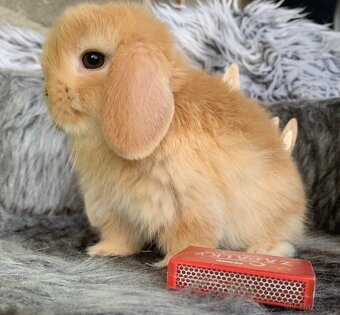 ❤️❤️Minilop Kralicek Beránek mimi k rezervaci - 1
