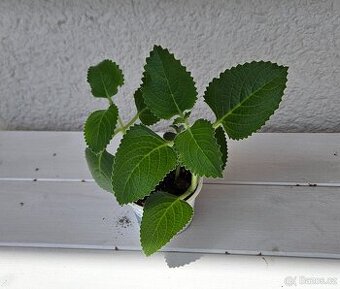 Rýmovník (Plectranthus amboinicus)