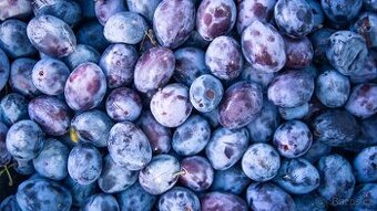 ŠVESTKY NA KVAS – OBJEDNÁVKY OTEVŘENY