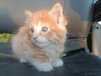 Mainská mývalí x ragdoll