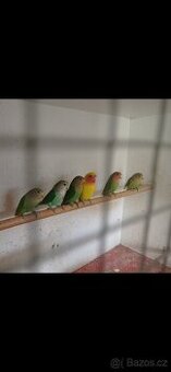 Agapornis růžohrdlý