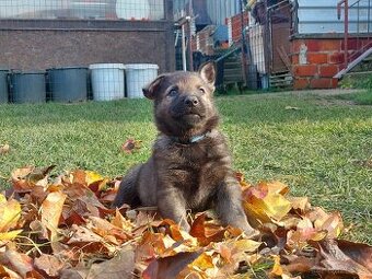 Německý ovčák s PP -