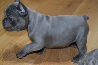 francouzsky buldocek