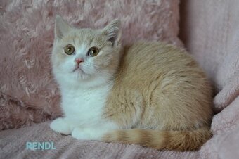 Britský kocourek již k odběru
