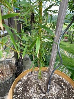 Mrazuvzdorný bambus