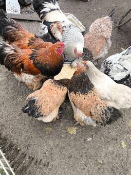 Brahmanky porcelánové