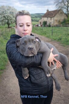 Štěňata American Bully XL/XXL
