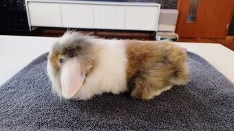 Zakrslý králíček/beránek - 1