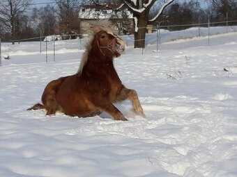 Sháním miniponny ( kobču )