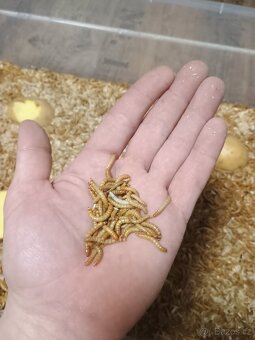 Živí mouční červi – kvalitní krmivo pro slepice, ryby a plaz