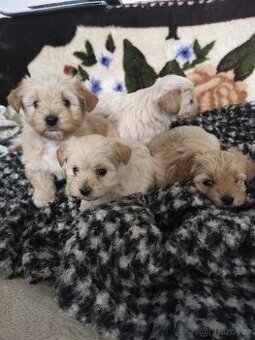 Jorkšírský teriér