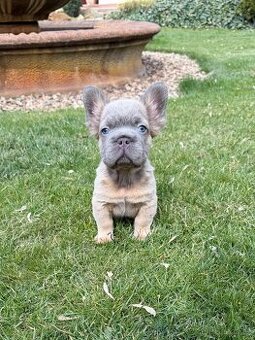 Francouzsky buldoček fluffy big rope psy