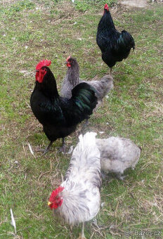 násadová vejce Žerzejský obr - Jersey gigant