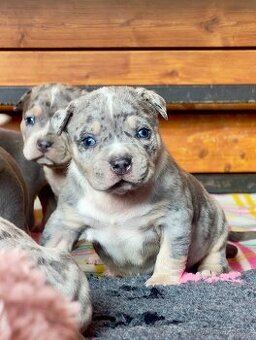 American Bully
