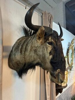 Lovecká trofej - Pakůň (142020)