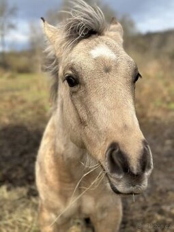 buckskin QH hřebeček, 1 rok, 6 panel test N/N