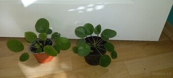 Pilea