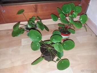 Pilea