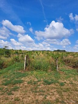 Vinice s možností stavby 2035 m2