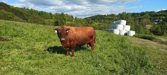 Prodám plemenného býka Aberdeen Angus