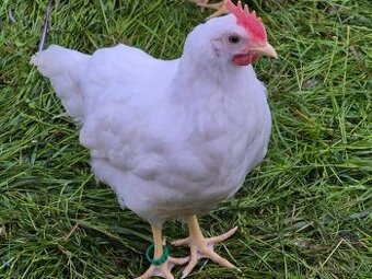 Kohout leghorn