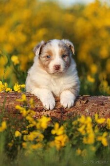 Australský ovčák s PP - red merle