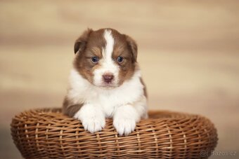 Australský ovčák s PP - red merle Lex