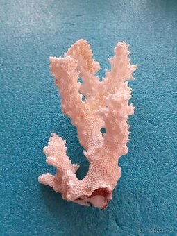 Prodám korál - bílý 11 x 6 cm. - 1