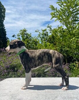 Whippet s PP
