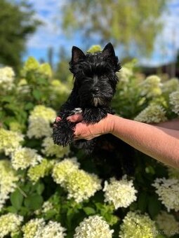K prodeji black yorkshire terrier fenka