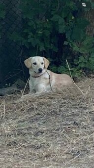 Labrador x hledá domov