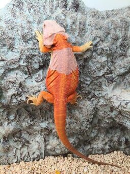 Agama vousatá Coral