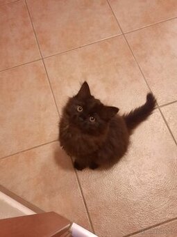 Poslední volné koťátko-holčička