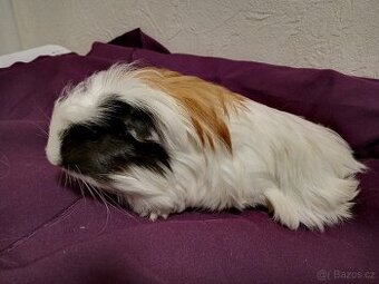 Sameček morčátko coronet