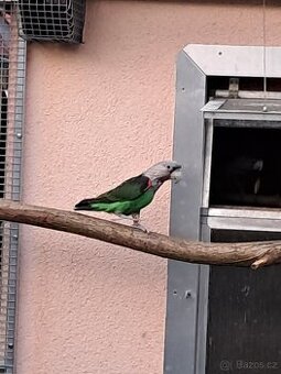 Papoušek šedohlavý, kapský