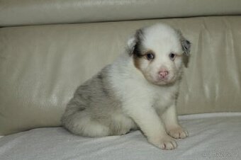 Australsky ovčák fenka